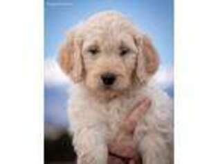 Goldendoodle Puppy for sale in Divide, CO, USA