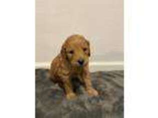 Goldendoodle Puppy for sale in Greenville, TX, USA