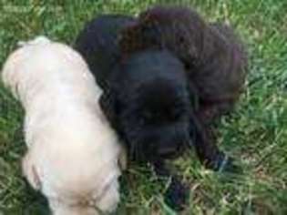 Labrador Retriever Puppy for sale in Byers, CO, USA