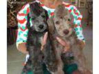 Bedlington Terrier Puppy for sale in Dallas, TX, USA