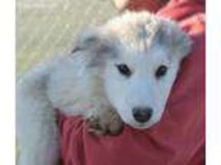 Native American Indian Dog Puppy for sale in Williston, ND, USA