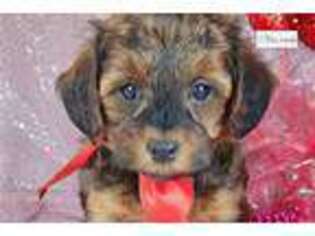 Yorkshire Terrier Puppy for sale in Findlay, OH, USA
