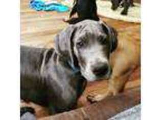 Great Dane Puppy for sale in Layton, UT, USA