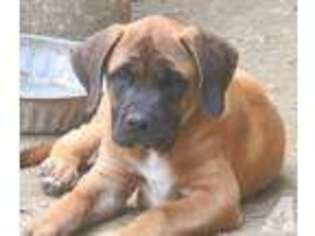Mastiff Puppy for sale in COATESVILLE, PA, USA