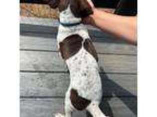German Shorthaired Pointer Puppy for sale in Point Of Rocks, MD, USA
