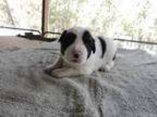 Border Collie Puppy for sale in Tallahassee, FL, USA