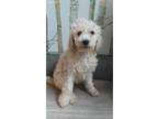 Goldendoodle Puppy for sale in Sedalia, MO, USA