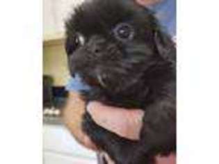 Mutt Puppy for sale in Berkley, MI, USA
