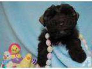 Mutt Puppy for sale in ROMNEY, WV, USA