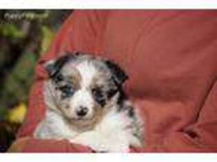 Miniature Australian Shepherd Puppy for sale in Wooster, OH, USA
