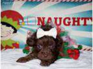Mutt Puppy for sale in Opelousas, LA, USA
