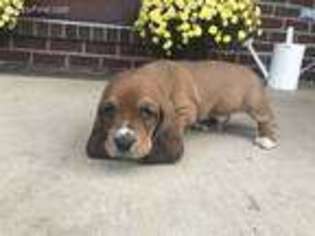 Basset Hound Puppy for sale in Bedford, IN, USA