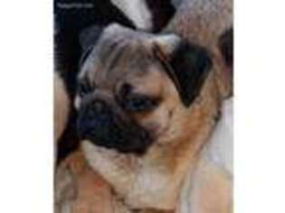Pug Puppy for sale in Sweetwater, TN, USA