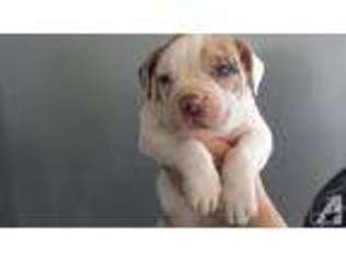Alapaha Blue Blood Bulldog Puppy for sale in LOS ANGELES, CA, USA