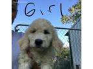 Goldendoodle Puppy for sale in Elberfeld, IN, USA
