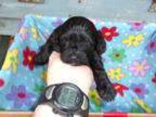 Cavapoo Puppy for sale in Gaston, SC, USA