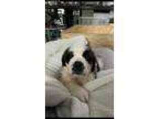 Saint Bernard Puppy for sale in Boston, MA, USA