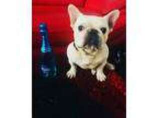 French Bulldog Puppy for sale in Happy Valley, OR, USA