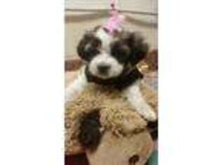 Havanese Puppy for sale in Alvaton, KY, USA