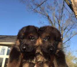 German Shepherd Dog Puppy for sale in Troy, MI, USA