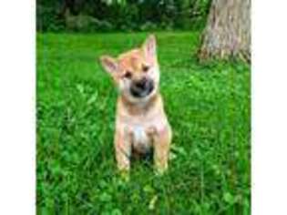 Shiba Inu Puppy for sale in Carpentersville, IL, USA