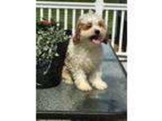 Cavapoo Puppy for sale in Mayslick, KY, USA