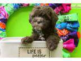 Shih-Poo Puppy for sale in Chillicothe, OH, USA