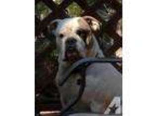 Bulldog Puppy for sale in NESBIT, MS, USA