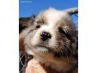 Miniature Australian Shepherd Puppy for sale in Los Angeles, CA, USA