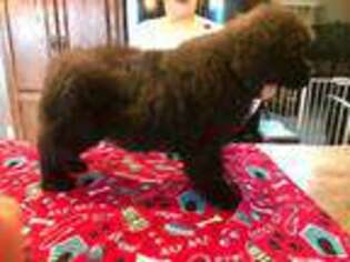 Newfoundland Puppy for sale in Warrensburg, MO, USA