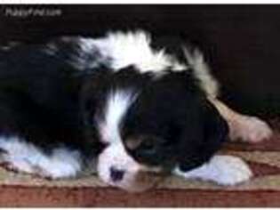 Cavalier King Charles Spaniel Puppy for sale in Leonard, TX, USA