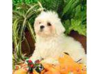 Maltese Puppy for sale in Saint Charles, MO, USA