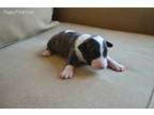 Bull Terrier Puppy for sale in Oceanside, CA, USA