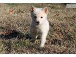 Wolf Hybrid Puppy for sale in Charlotte, NC, USA
