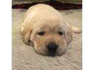 Labrador Retriever Puppy for sale in Colora, MD, USA