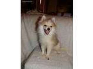 Pomeranian Puppy for sale in Bethany, MO, USA