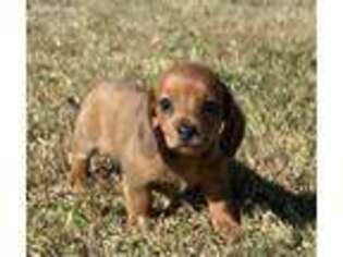 Dachshund Puppy for sale in Tulsa, OK, USA