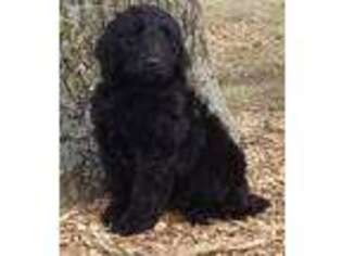Goldendoodle Puppy for sale in California, MO, USA