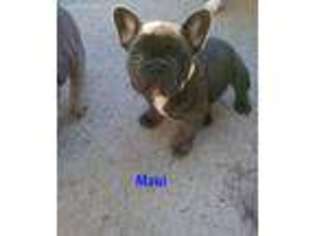 French Bulldog Puppy for sale in Cedar Springs, MI, USA