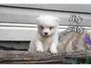 Samoyed Puppy for sale in Tipton, MO, USA