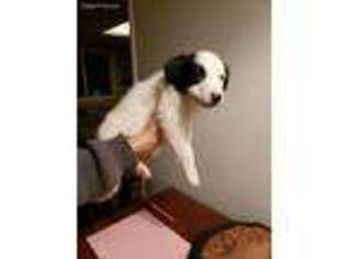 Border Collie Puppy for sale in Pine Bush, NY, USA