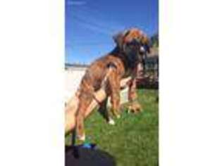 Boxer Puppy for sale in Waldron, MI, USA