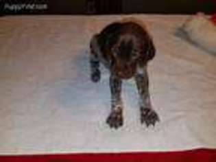 German Shorthaired Pointer Puppy for sale in Kevil, KY, USA