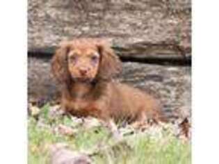 Dachshund Puppy for sale in Clyde, NY, USA