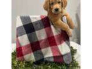 Golden Retriever Puppy for sale in Lynwood, CA, USA