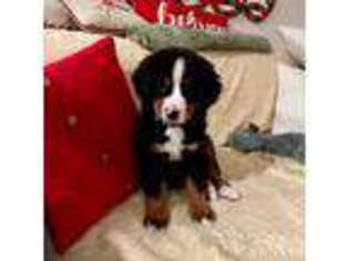 Bernese Mountain Dog Puppy for sale in Battle Ground, WA, USA