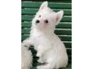 West Highland White Terrier Puppy for sale in New Albany, MS, USA