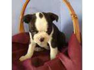 Boston Terrier Puppy for sale in Warwick, RI, USA