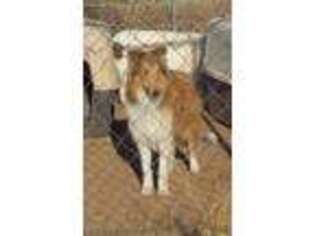 Collie Puppy for sale in Los Lunas, NM, USA