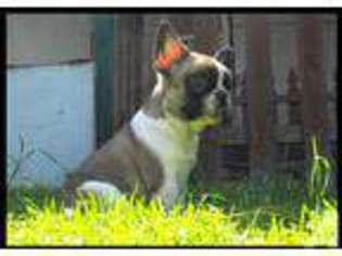 French Bulldog Puppy for sale in ASHLAND, OR, USA